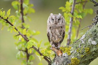 Eastern screech owl (Megascops asio) or Eastern screech-owl, captive, sitting on a branch,