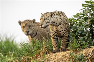 Two jaguars (Panthera onca), North Pantanal, Barão de Melgaço, Joselândia, Mato Grosso, Brazil,