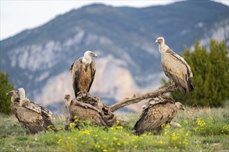 Griffon Vulture (Gyps fulvus) sitting on an old gnarled root in autumn, Pyrenees, Catalonia, Spain,