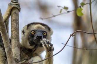 Larval sifaka (Propithecus verreauxi), Bemanonga, Menabe, Madagascar, Africa