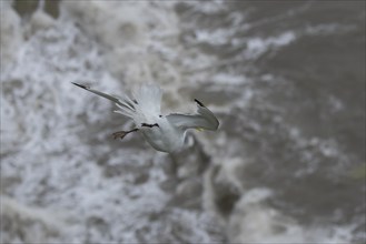 Black-legged kittiwake (Rissa tridactyla) adult bird flying over the sea, England, United Kingdom,