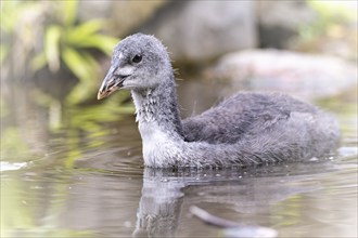 Eurasian Coot chicks (Fulica atra) swimming in the water, drinking, profile view, in the background