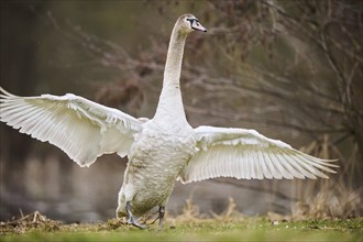 Mute swan (Cygnus olor) youngster standing on a meadow shaking its wings, Bavaria, Germany, Europe