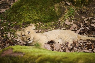 Asiatic lion (Panthera leo persica) cub lying on the ground, captive