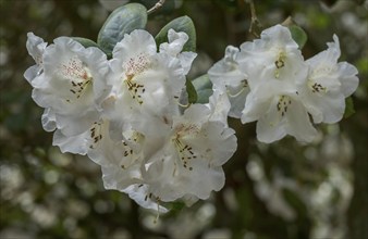 White rhododendron flowers (Rhododendron), raindrops, Westerstede, Lower Saxony, Germany, Europe