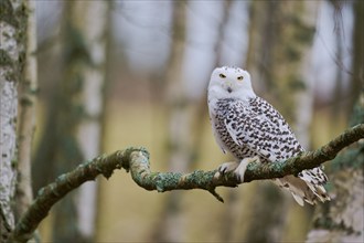 Snowy owl on branch (Bubo scandiacus) captive, Czech Republic, Europe