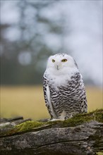 Snowy owl on branch (Bubo scandiacus) captive, Czech Republic, Europe