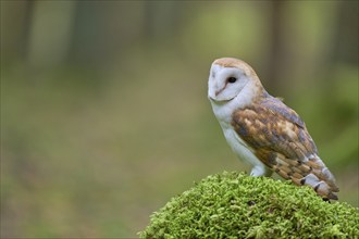 Barn owl (Tyto alba) Bavaria, Germany, Europe