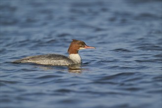 Goosander female (Mergus merganser) Lower Saxony, Germany, Europe