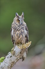 Long-eared owl (Asio otus) Bavaria, Germany, Europe