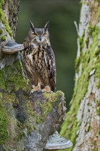 Eurasian Eagle-owl (Bubo bubo) Bavaria, Germany, Europe