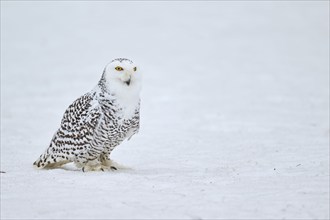 Snowy owl in the snow (Bubo scandiacus) captive, Czech Republic, Europe