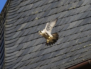 Peregrine Falcon (Falco peregrinus), adult female bird in flight, hovering beside its nest and