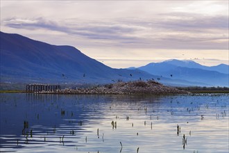 Bird island in Lake Kerkini, Lake Kerkini, dawn, Central Macedonia, Greece, Europe