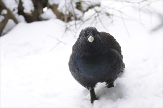 Bird in a snow-covered winter landscape, dark feathers, looking curiously, capercaillie (Tetrao