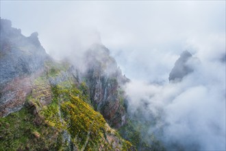 A mountain covered in fog and clouds with blooming Cytisus shrubs. Near Pico de Arieiro, Madeira