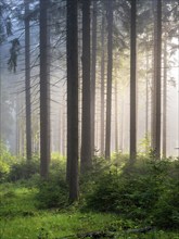 Spruce forest with natural regeneration, sun shining through morning fog, Thuringian Forest,