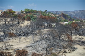 Burnt landscape with some green trees and hills in the background, forest fires, summer 2023,