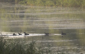 Red deer (Cervus elaphus), water, fog, Lower Austria