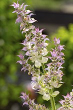 Flowers of clary (Salvia sclarea) with delicate purple blossoms on a blurred background in