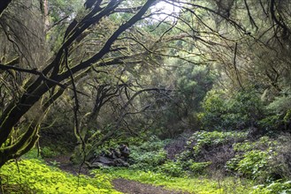 Hiking trail in the laurel forest near La Llanía on El Hierro, Canary Islands, Spain, Europe