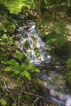 Small waterfall at the Gönningen lakes, calcareous tufa nature trail, idyll, nature, at the foot of