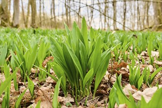 Wild garlic (Allium ursinum) growing in a forest in spring, Bavaria, Germany, Europe