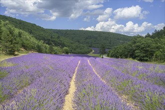 Lavender field amidst green hills, Alpes-de-Haute-Provence, France, Europe