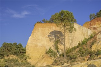 Single Aleppo pine (Pinus halepensis) and ochre rock Colorado de Rustrel, Rustrel, Département