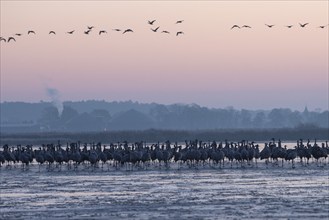 Crane (Grus grus) Resting and roosting on frozen lake, autumn crane migration, Brandenburg,