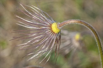 Common pasque flower (Pulsatilla vulgaris) in bloom in spring. Bas-Rhin, Collectivite europeenne