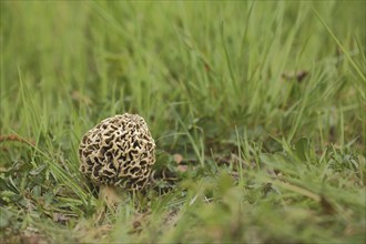 Grey edible morel, common morel, morels (Morchella vulgaris), morel, Morchella, Morchelartige,