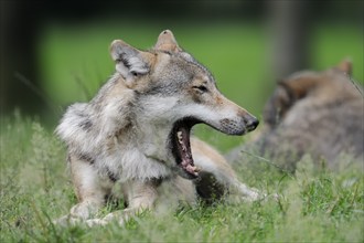 European gray wolf (Canis lupus lupus) lying yawning in the grass, captive, Germany, Europe