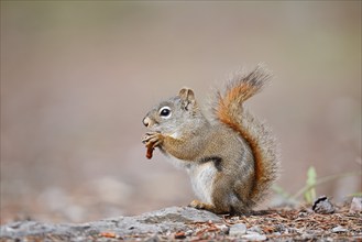 American red squirrel (Tamiasciurus hudsonicus) sits feeding on the forest floor, Jasper National