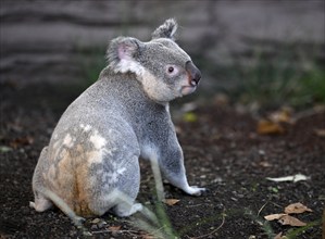 Koala (Phascolarctos cinereus), on the ground, captive, Baden-Württemberg, Germany, Europe