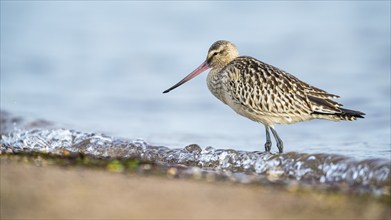 Black-tailed Godwit (Limosa limosa), birds feeding on the beach at low tide, Dawlish Warren, Devon,