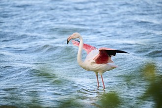 Greater flamingo (Phoenicopterus roseus) standing in the sea, France, Europe