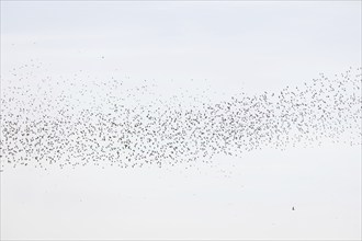 Common (Sturnus vulgaris) starlings fly together, in perfect symbiosis to protect themselves from