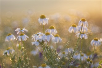 Common camomile (Matricaria recutita), Asteraceae, Otterswang, Pfullendorf, Linzgau,