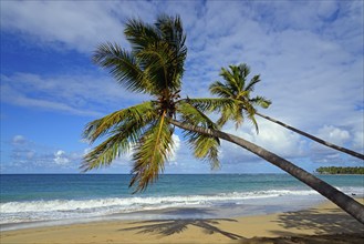 Leaning palm trees on the beach with a wide view of the sea and dramatic sky, Limon beach, El