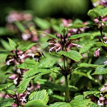 Deadnettles (Lamium), Botanic Garden, Dublin, Ireland, Europe