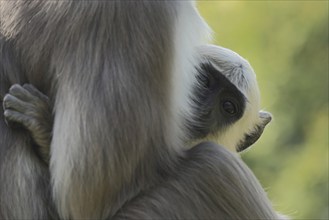 Northern plains gray langur (Semnopithecus entellus), two, mother, young, hidden, head, look,