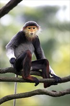 Red-shanked Douc (Pygathrix nemaeus) Langur