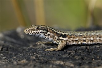 Iberian rock lizard (Lacerta muralis), Wall lizard, common wall lizards, Other animals, Reptiles,