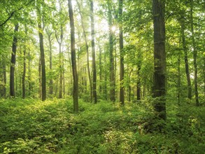 Sun shines through near-natural beech forest with dense undergrowth through natural regeneration,