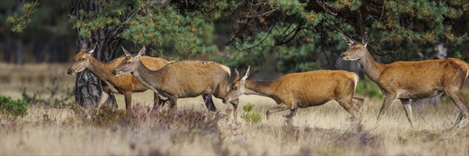 Red deer (Cervus elaphus) in the Hoge Veluwe National Park, Netherlands