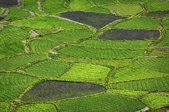 Green fields in Spiti Valley, Himachal Pradesh, India, Asia