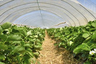 Strawberry fruit plants under tunnel dome greenhouse