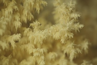 Branched spiny beard (Hericium clathroides), detail, Marko, monochrome, yellow, ochre, bizarre,