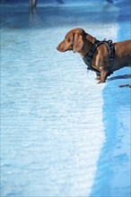 Dachshund in the open-air swimming pool, dog swimming day, Magdeburg, Saxony-Anhalt, Germany,